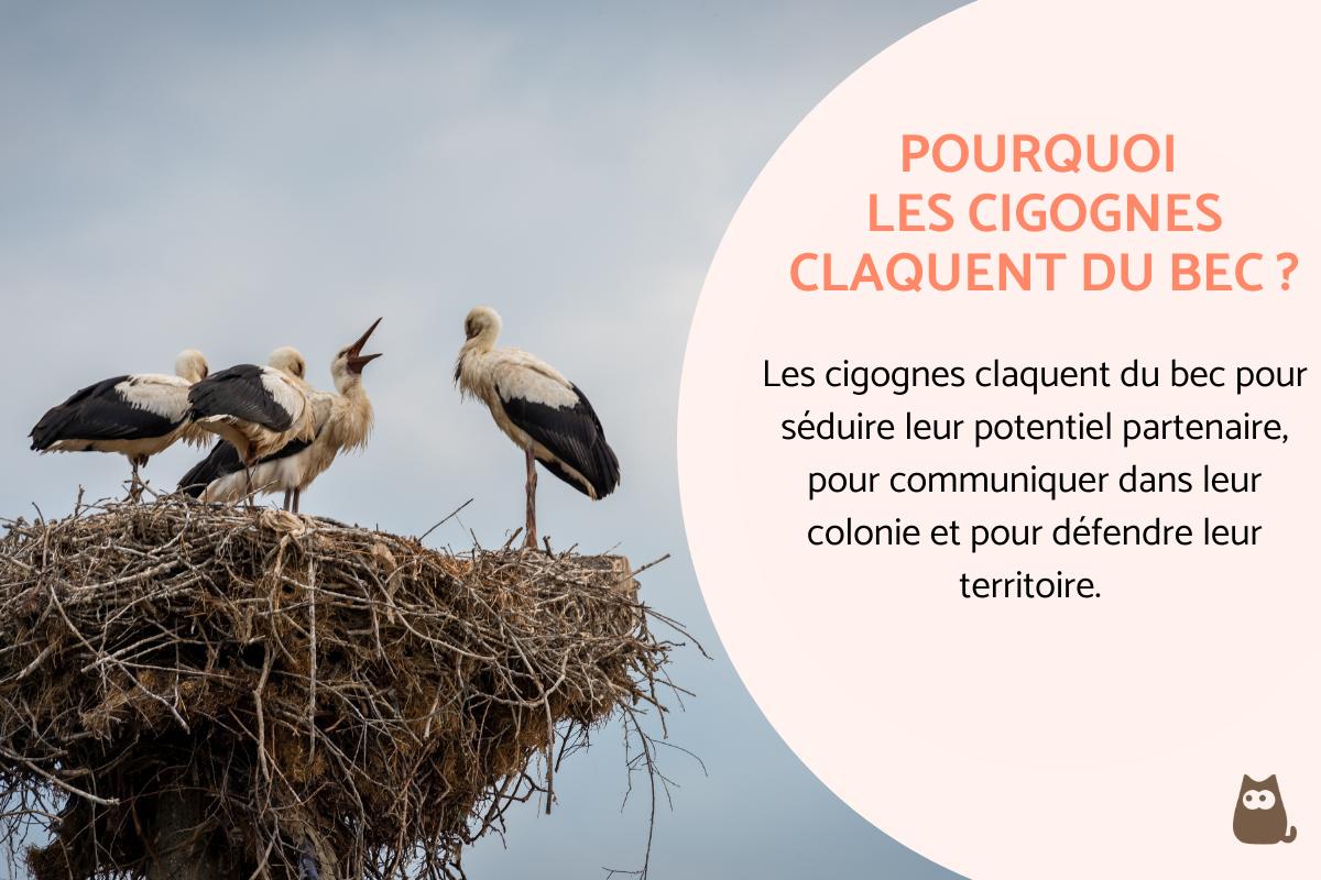 Pourquoi les cigognes claquent du bec ?