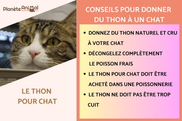 Est-ce que le thon est bon pour les chats ?