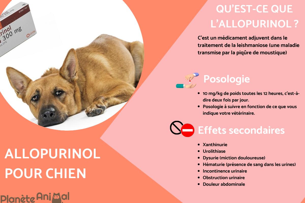 Allopurinol pour chien - Posologie et effets secondaires