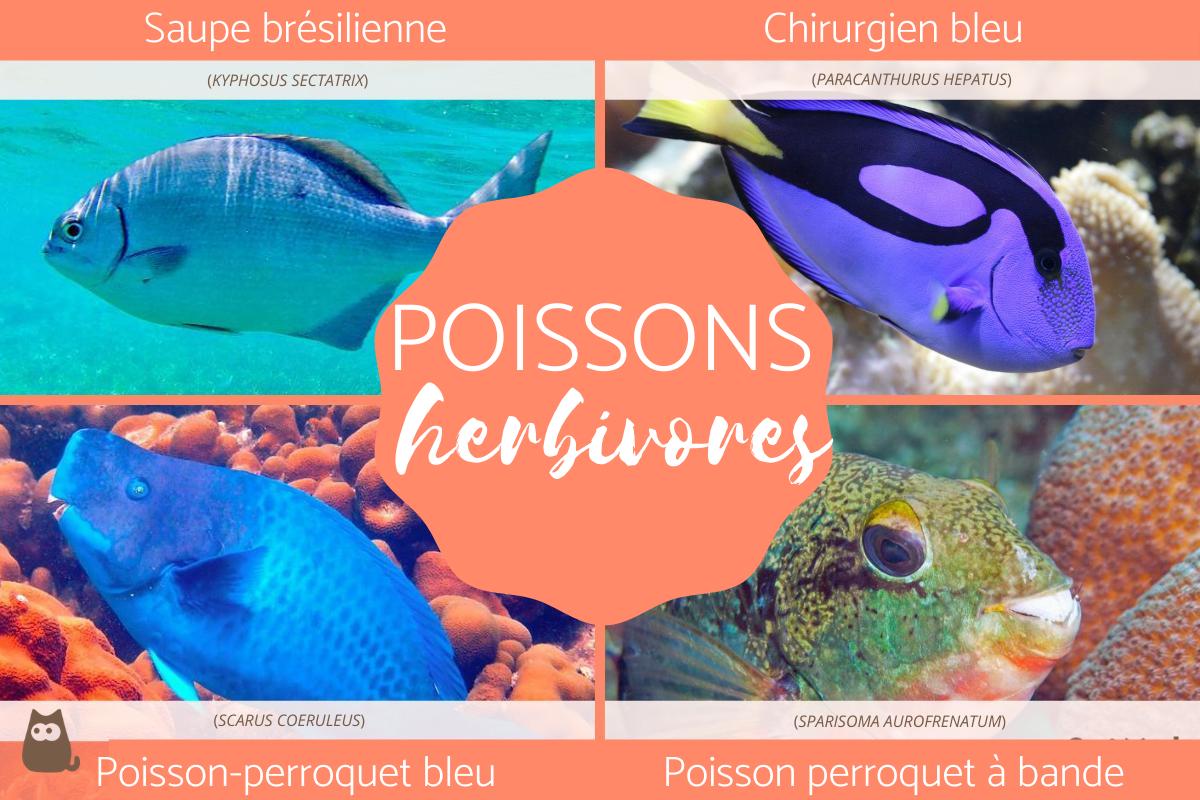 Poisson herbivore - Types, noms et exemples