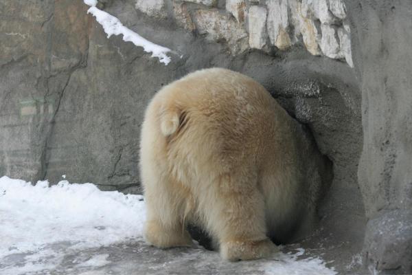 Exposé sur l'ours polaire - C'est le mammifère qui peut rester le plus longtemps sans manger