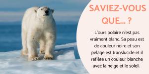 Exposé sur l'ours polaire