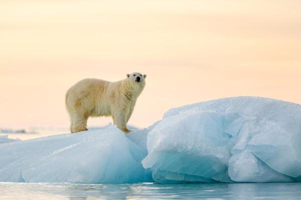 Exposé sur l'ours polaire - Il présente un dimorphisme sexuel prononcé