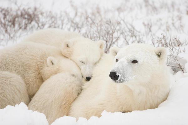 Exposé sur l'ours polaire - Ils ont un taux de reproduction le plus faible des mammifères