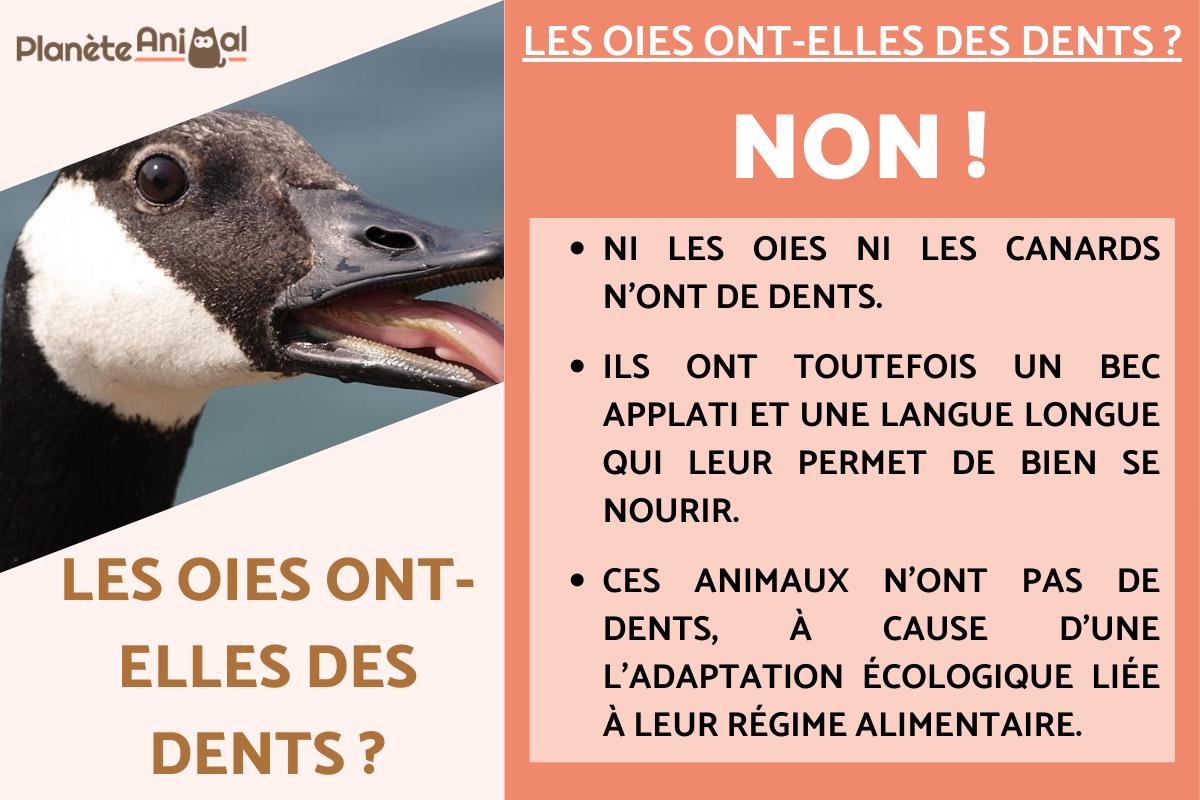 Les oies ont-elles des dents ?