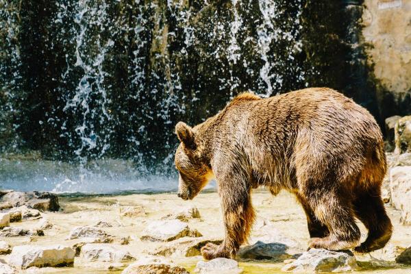 Exposé sur l'ours polaire - Proche de l'ours brun sur le plan évolutif