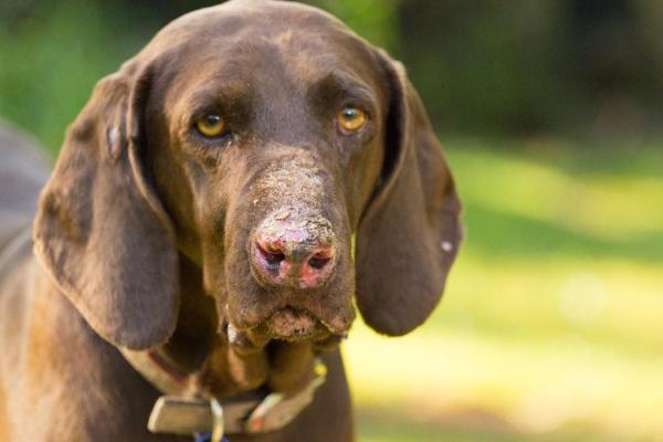 Lupus chez le chien - causes, symptômes et traitement
