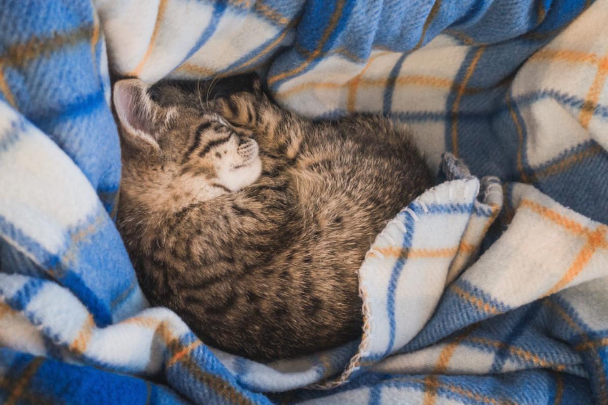 Un chat peut-il vivre dehors toute l'année ?