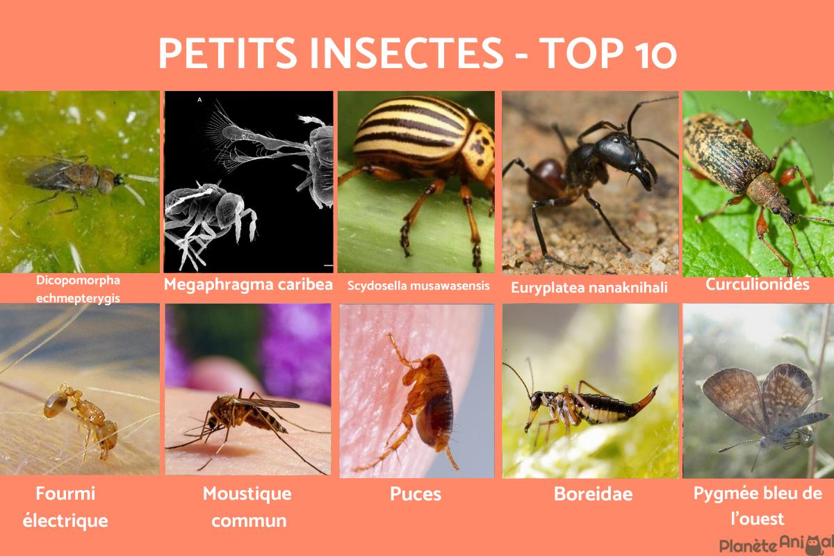 Les 10 plus PETITS INSECTES du MONDE avec PHOTOS — free download