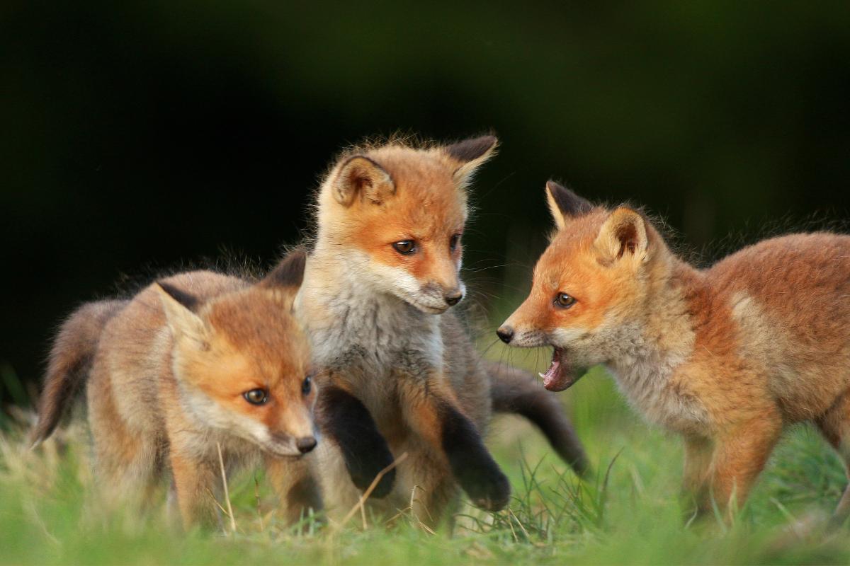 Reproduction et naissance du renard