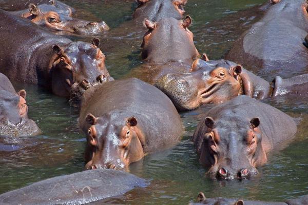 Pourquoi l'hippopotame attaque - Caractère de l'hippopotame