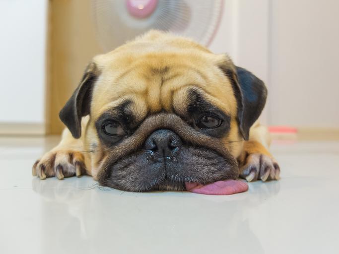 Le ventre de mon chien gargouille Causes et que faire