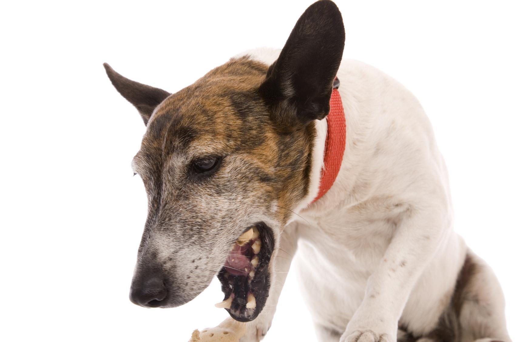 Le ventre de mon chien gargouille Causes et que faire