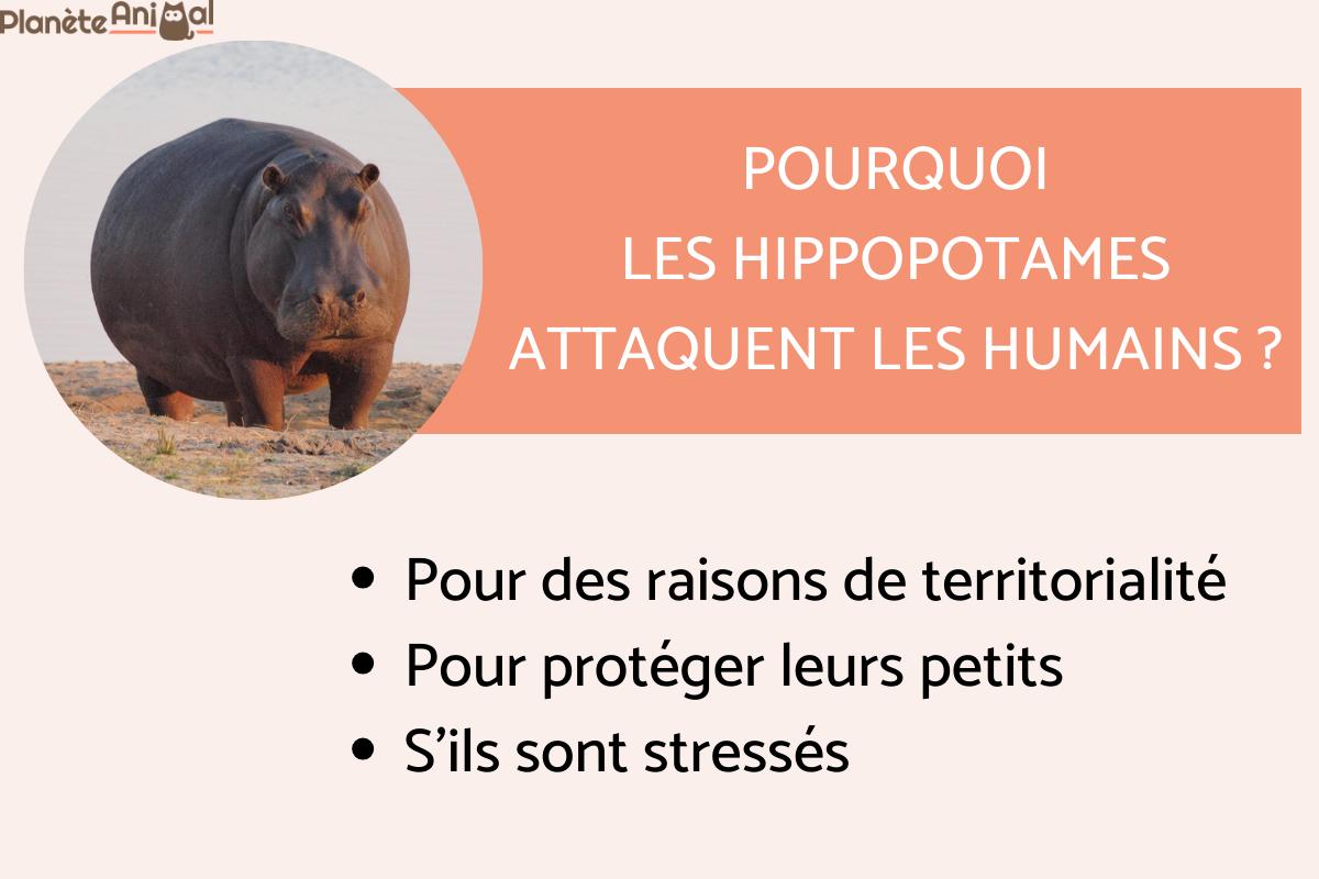 Pourquoi l'hippopotame attaque