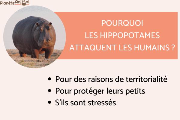 Pourquoi l'hippopotame attaque