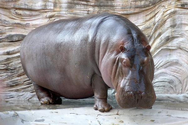 Pourquoi l'hippopotame attaque - Pourquoi les hippopotames attaquent les humains ?
