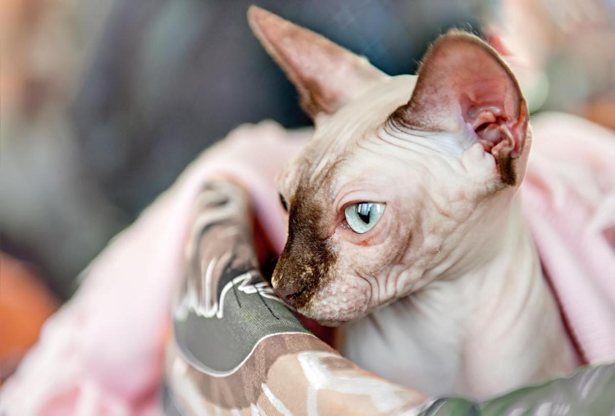 Pourquoi mon chat sphynx a-t-il des poils ?