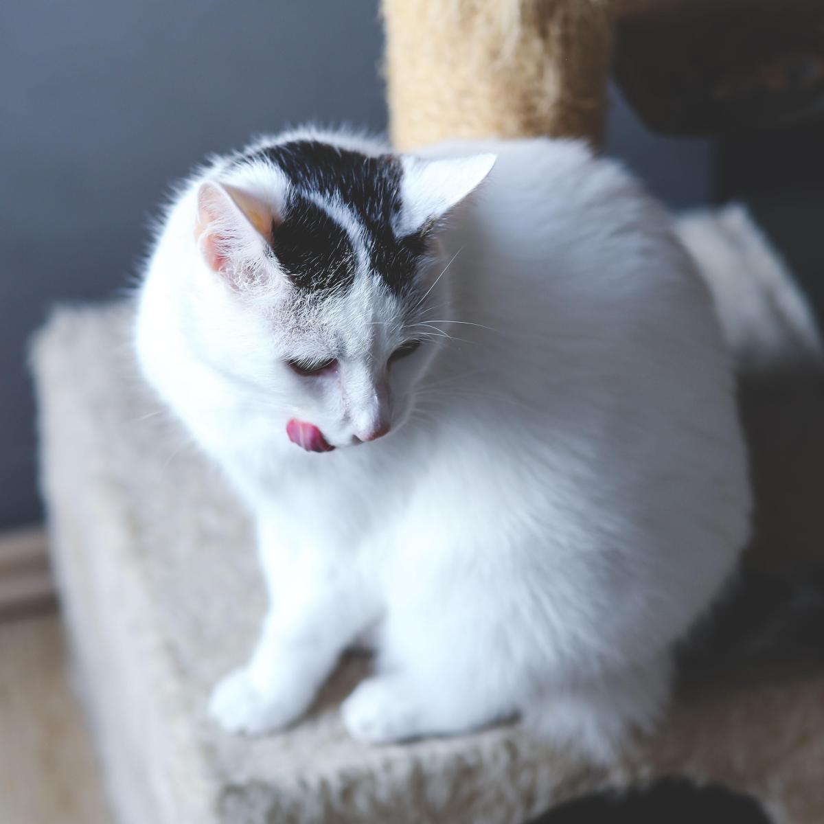Comment savoir si un chat est sourd ?