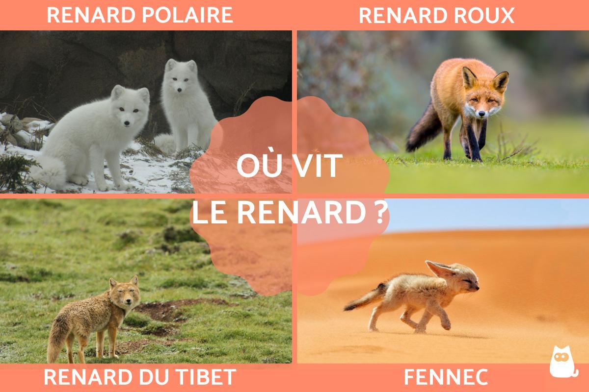Où vit le renard ?