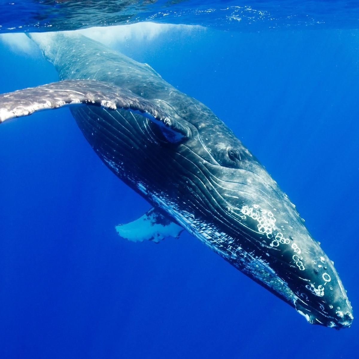 Alimentation de la baleine bleue
