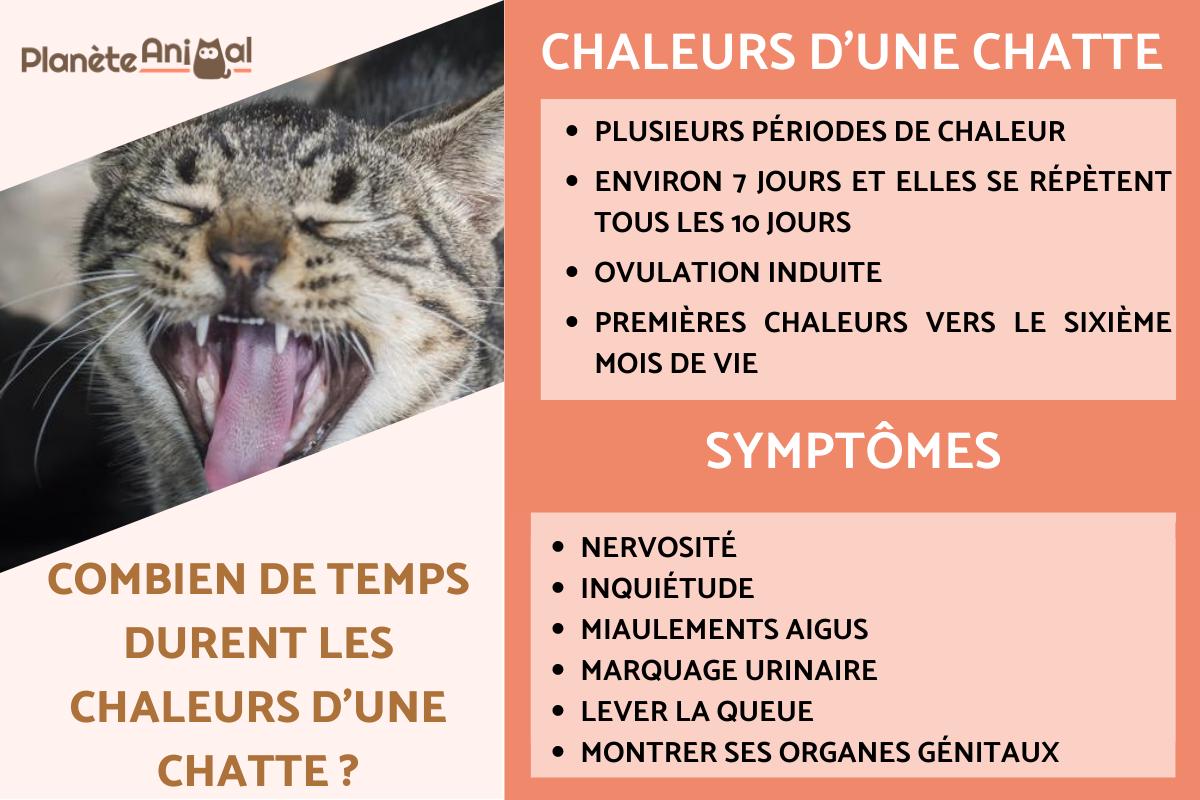 Combien de temps durent les chaleurs d'une chatte ?