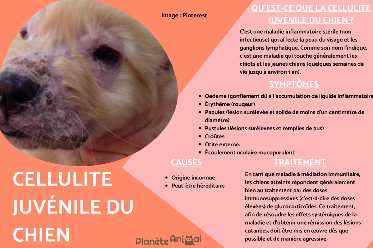 Cellulite juvénile chez le chien - Causes, symptômes et traitement