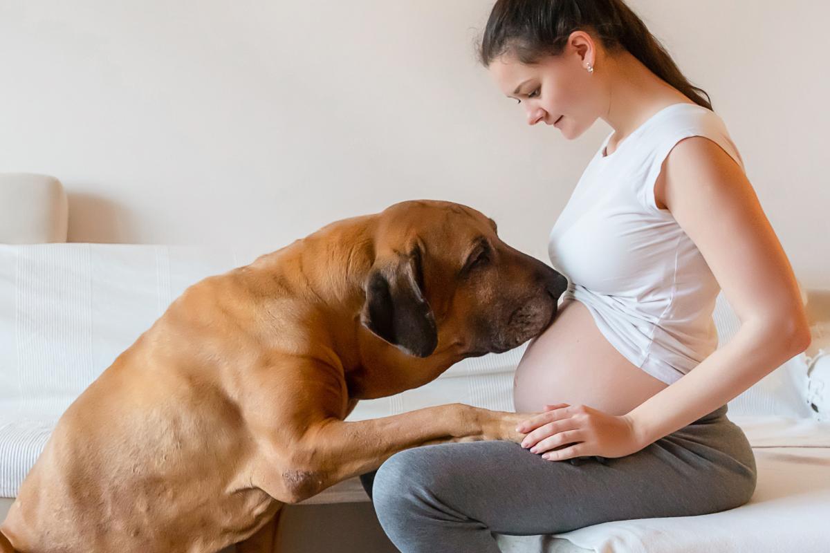 Comportement du chien avec une femme enceinte