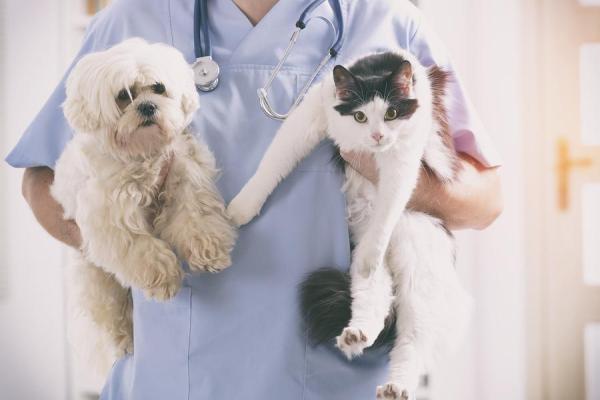 La myrtille pour chiens et chats - Bienfaits et usages - Les doses conseillées de myrtille pour les chiens et les chats