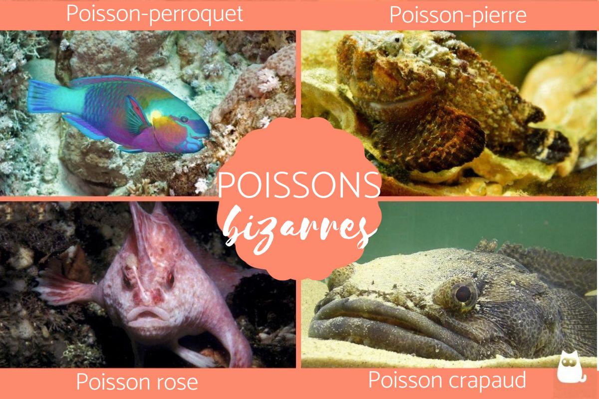 Poisson bizarre et rare - photos, exemple et caractéristiques