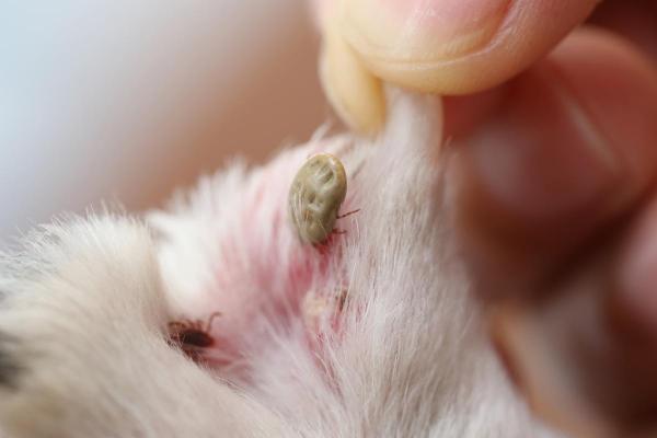Bouton blanc sur chien : causes et traitement - 2. Parasites 
