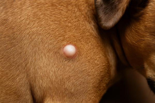 Bouton blanc sur chien : causes et traitement - 5. Kystes sébacés 