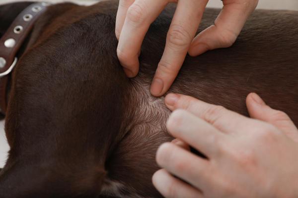 Bouton blanc sur chien : causes et traitement