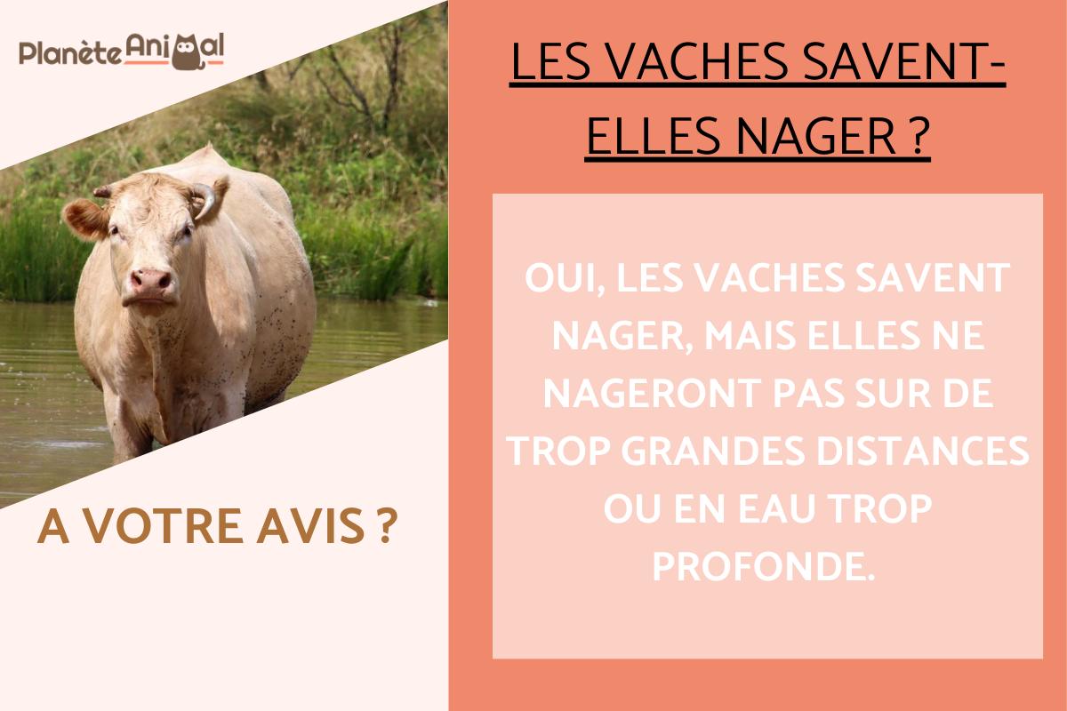 Est-ce que les vaches savent nager ?