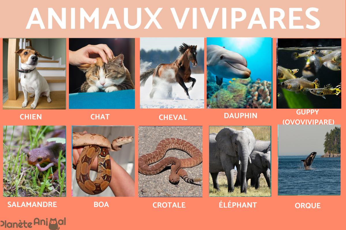 Quels sont les animaux vivipares ?