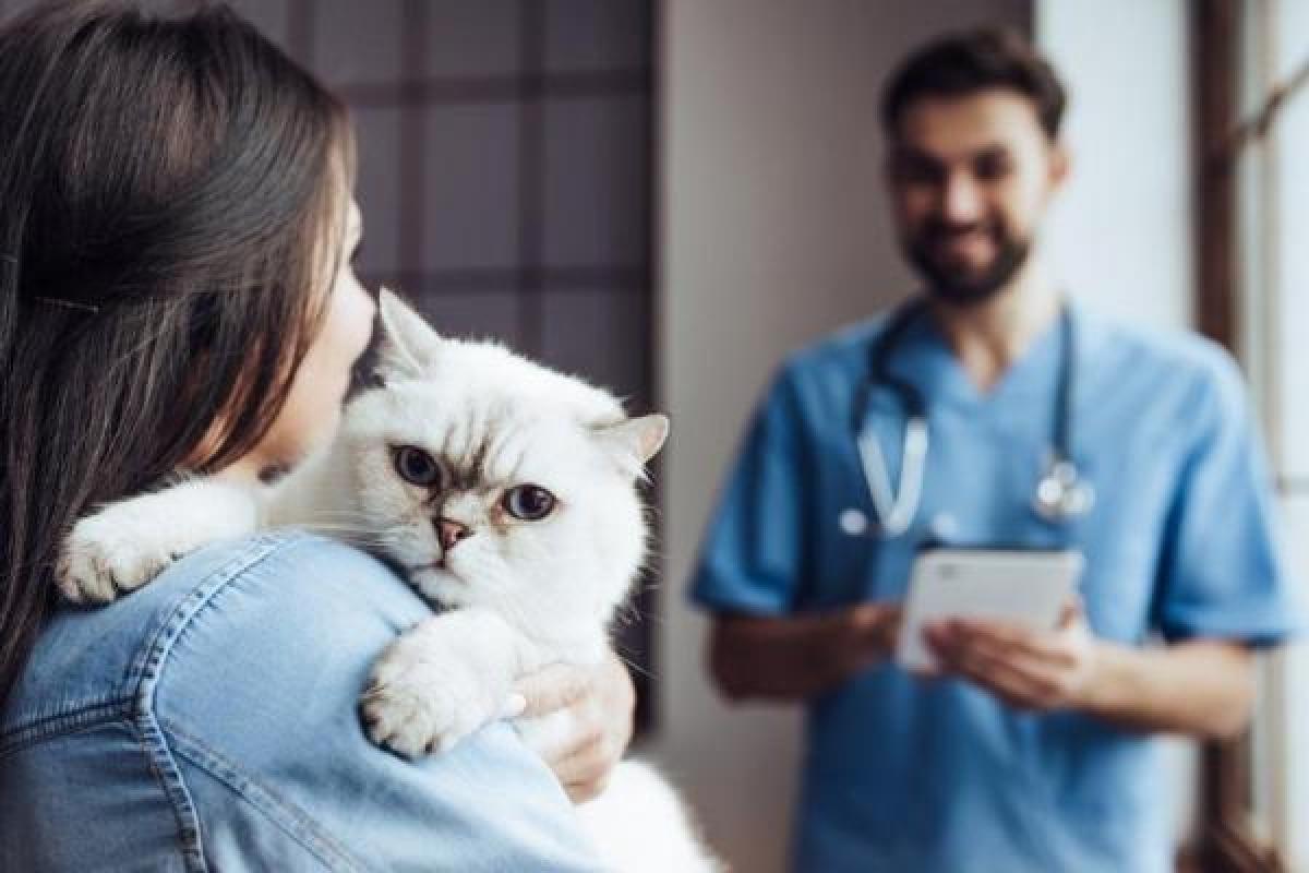 Hépatite du chat : comment soigner son chat ?
