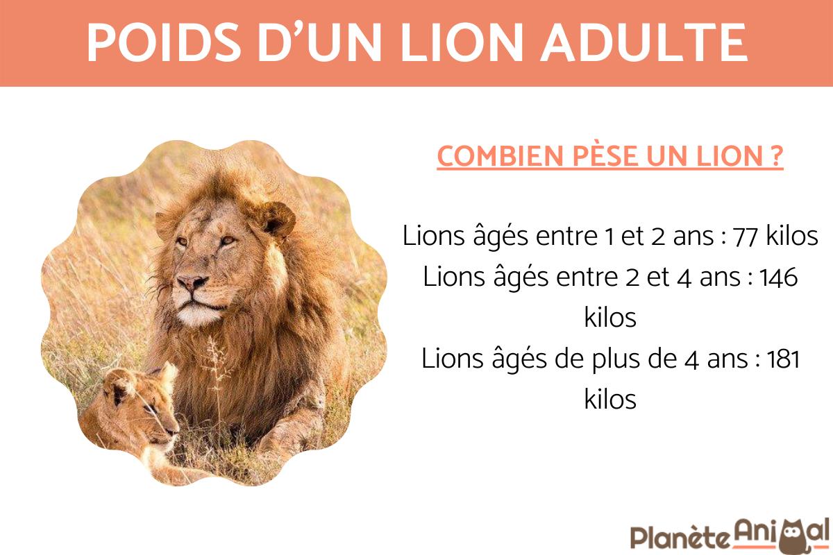 Poids d'un lion Adulte, lionne et lionceau — free download
