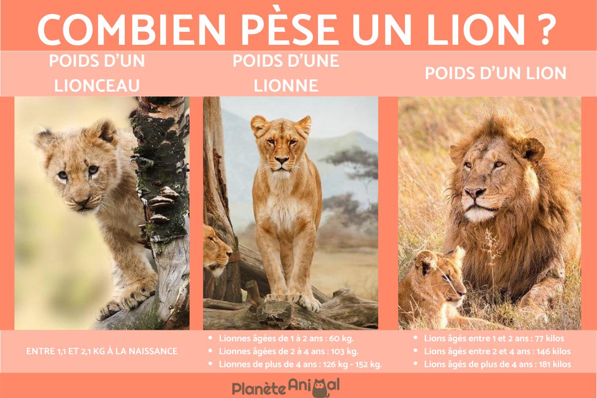 Poids d'un lion - Adulte, lionne et lionceau