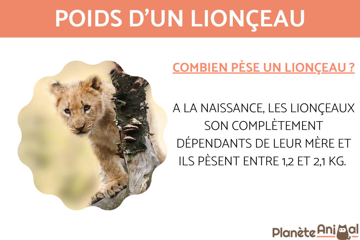 Poids d'un lion Adulte, lionne et lionceau — free download
