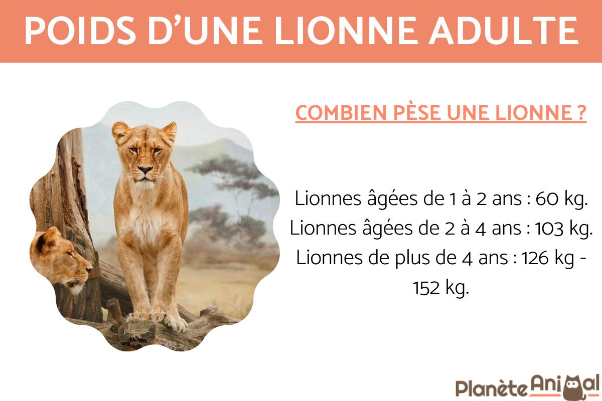 Poids d'un lion - Adulte, lionne et lionceau
