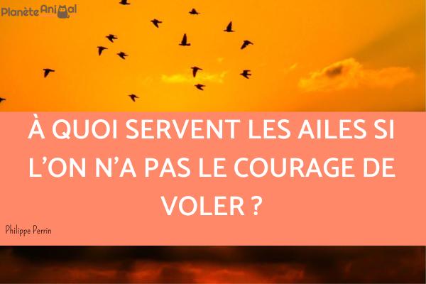 Citations sur les oiseaux - Citations sur les oiseaux