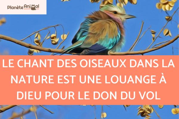 Citations sur les oiseaux - Citations sur les oiseaux qui chantent