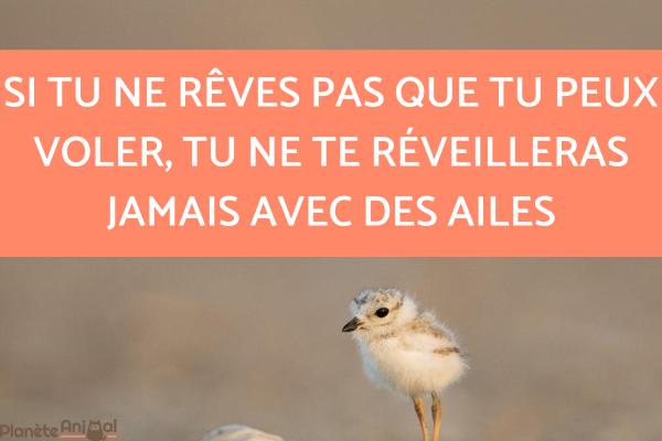 Citations sur les oiseaux - Courtes citations sur les oiseaux