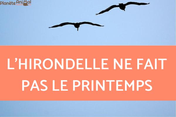 Citations sur les oiseaux - Dictons sur les oiseaux