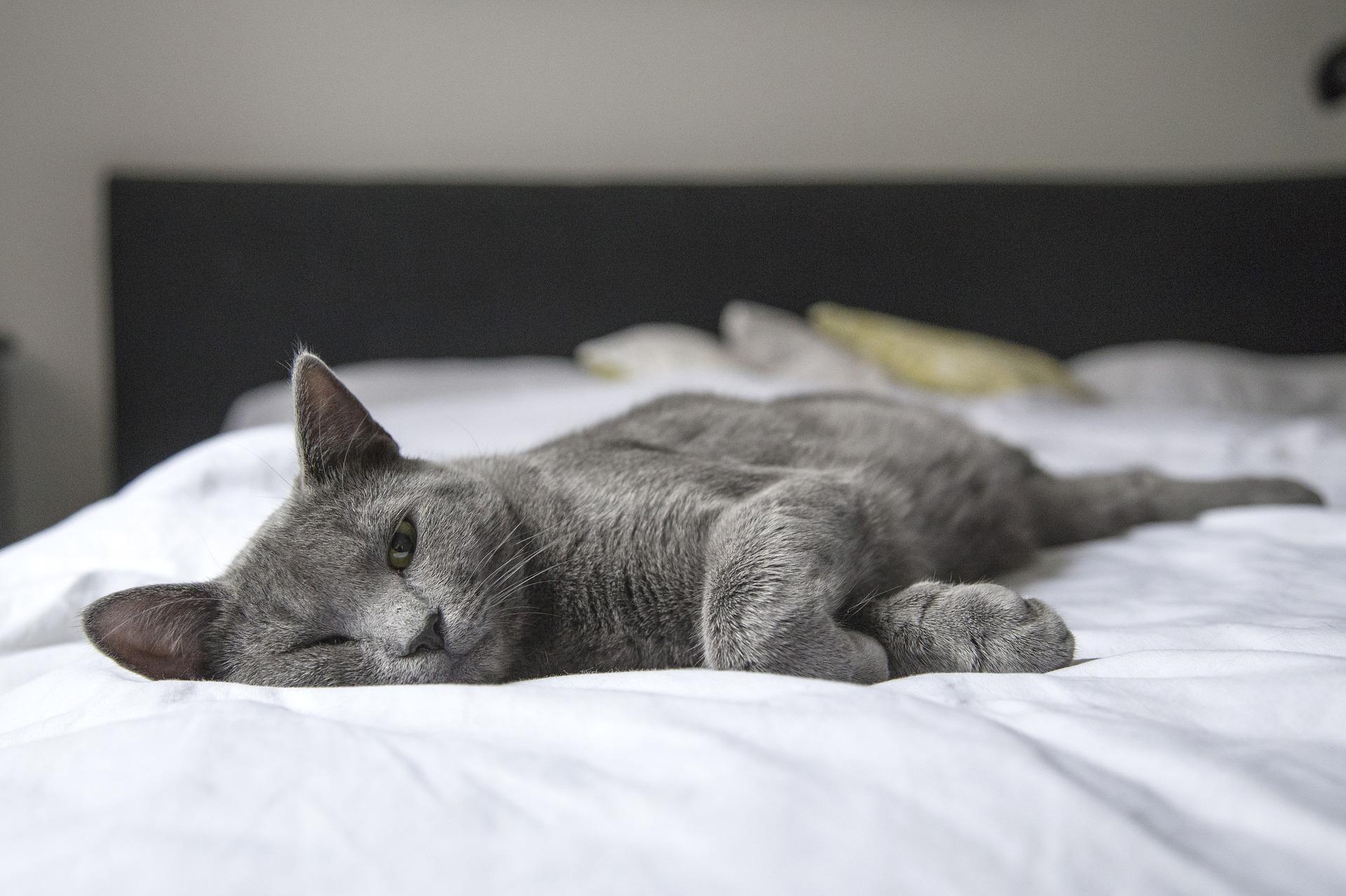 5 RAISONS pour lesquelles MON CHAT DORT avec MOI Explications et vidéo