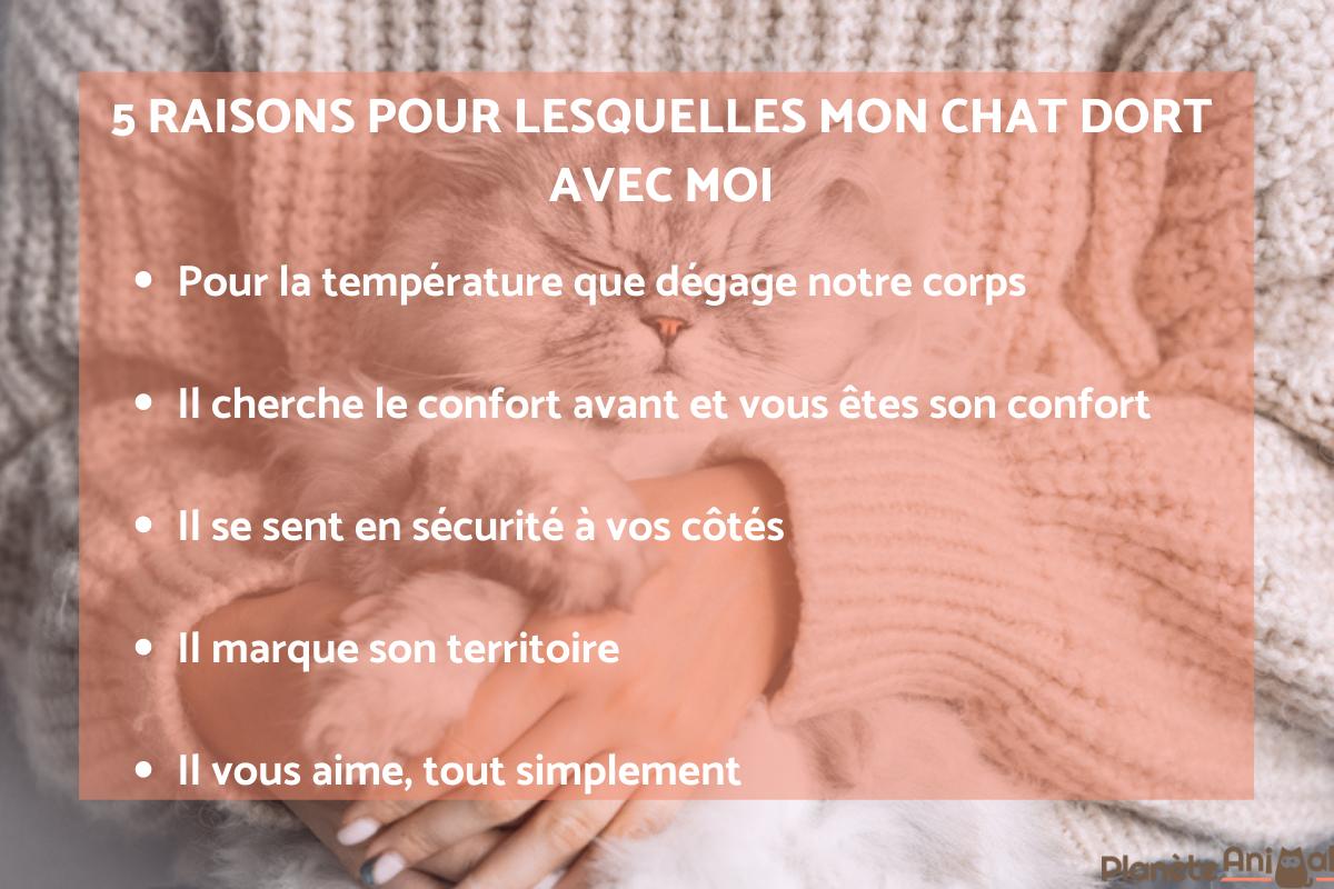 5 raisons pour lesquelles les chats dorment avec nous
