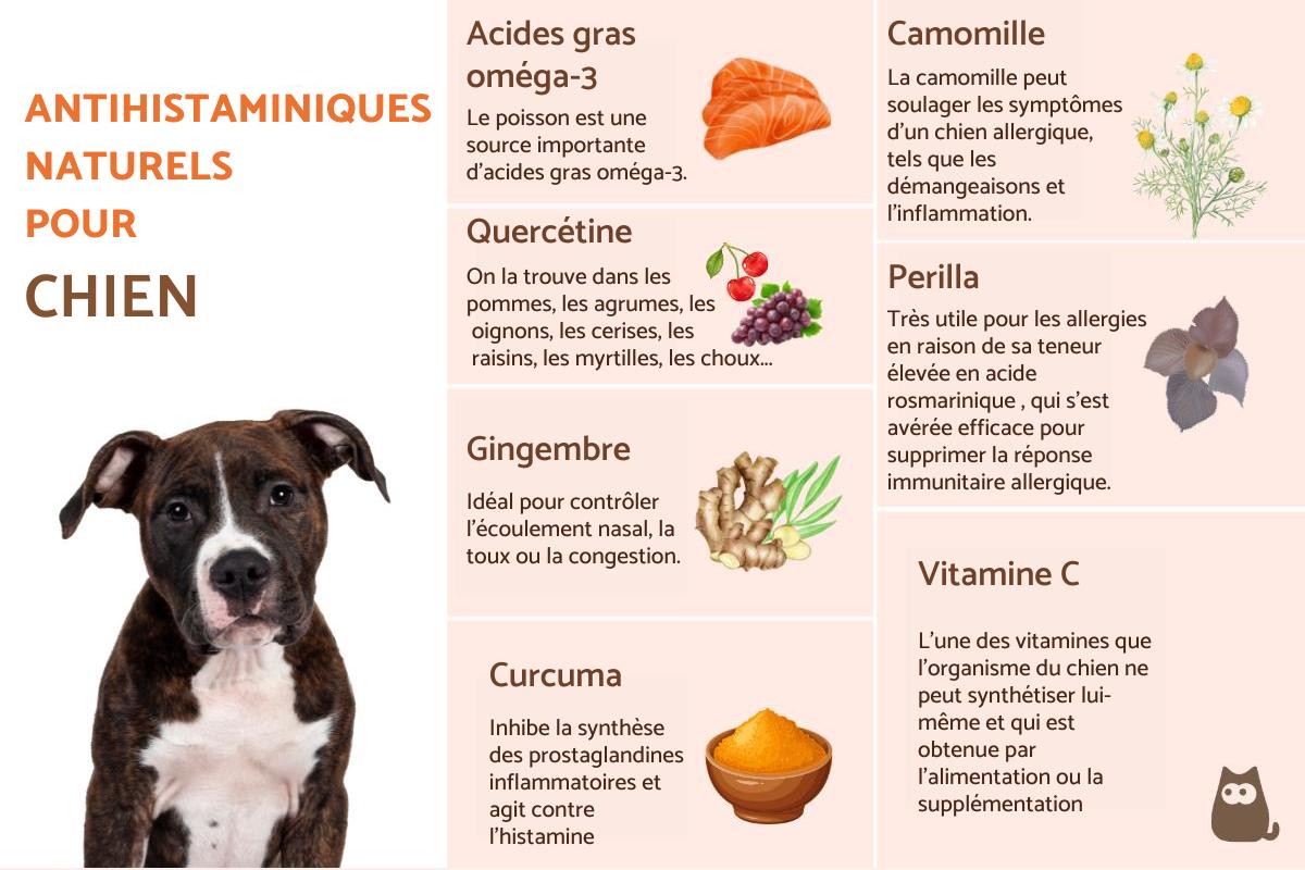 Antihistaminiques naturels pour chiens