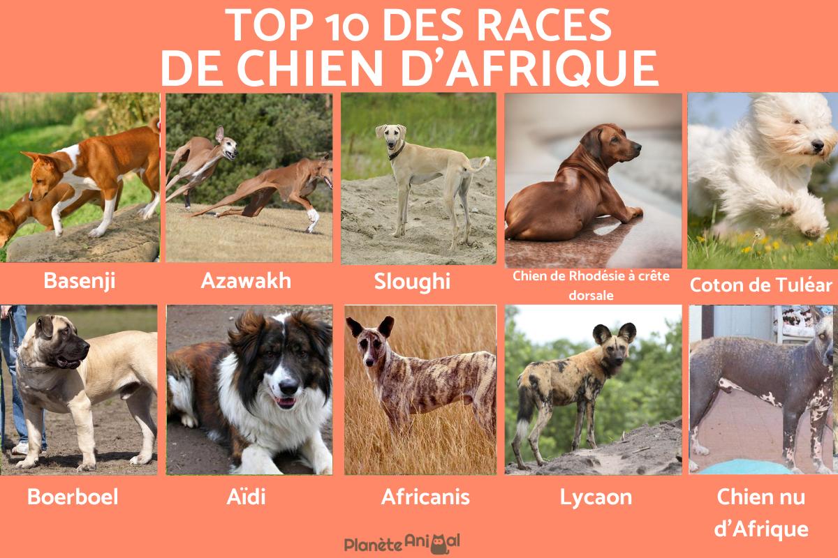 Chien africain - Races et photos