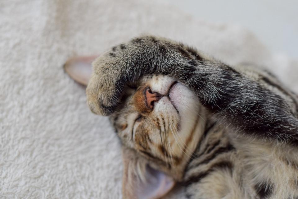5 RAISONS pour lesquelles MON CHAT DORT avec MOI Explications et vidéo