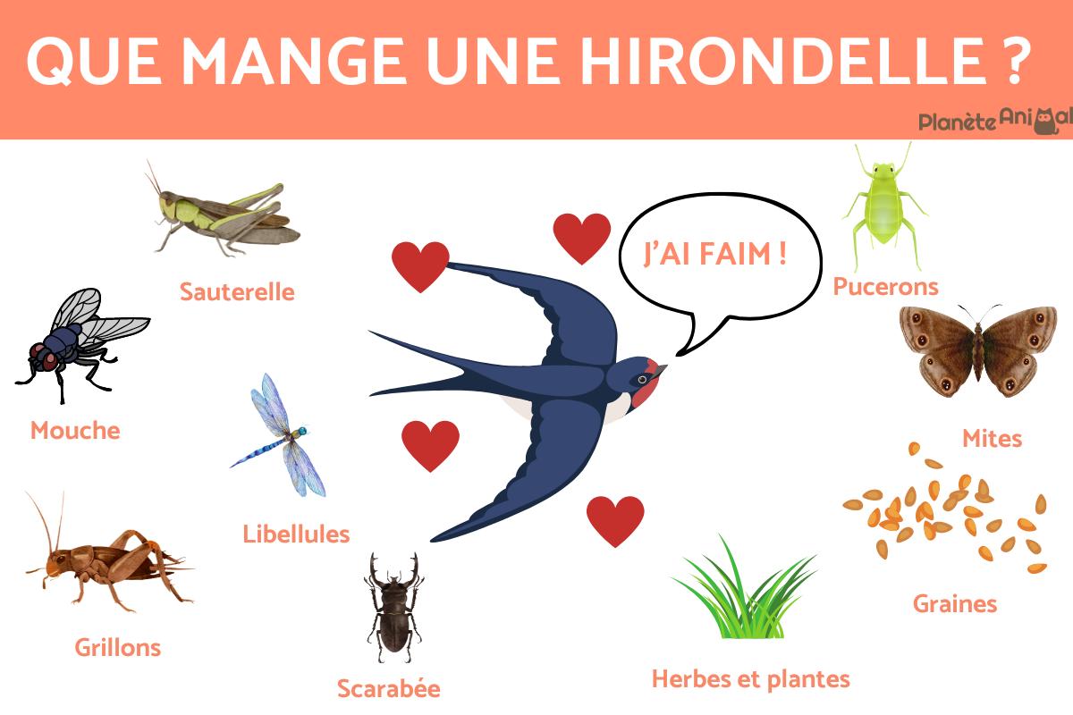 Que mangent les hirondelles ?