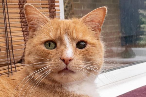 Anisocorie chez le chat - Symptômes, causes et traitements